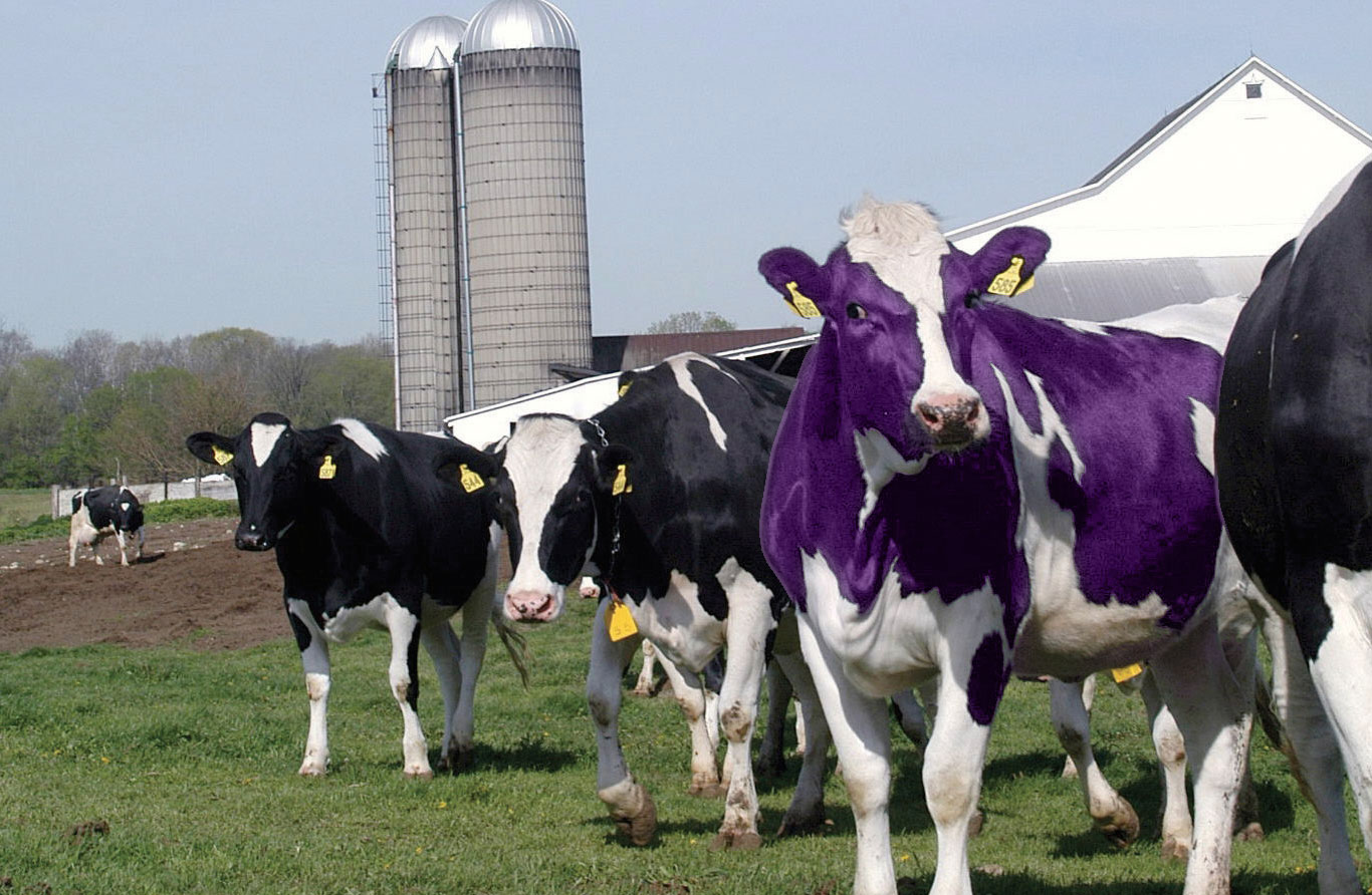 Why is your MSP boring? Become a Purple Cow!